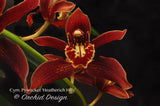 Fragrant Cymbidium Pywacket Ð Cascading Orchids