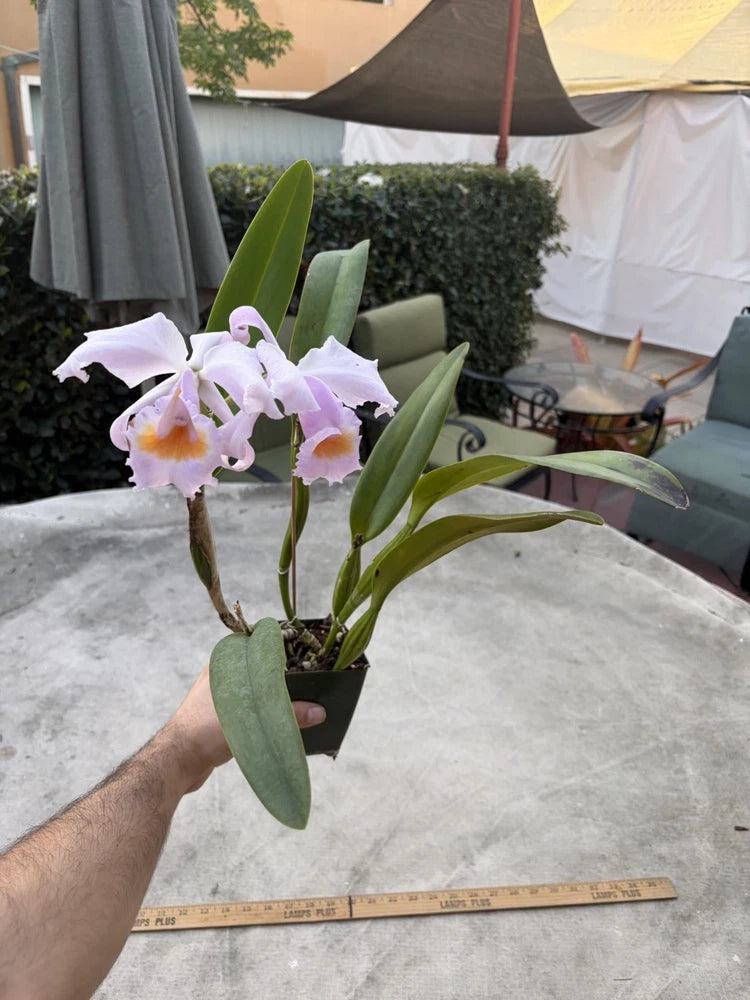 Blooming orchid plant with pale purple and white flowers, green leaves