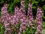 10 RED GAS PLANT Fragrant Fire Plant Dictamnus Albus Ruber Flower Seeds Flowering Plants