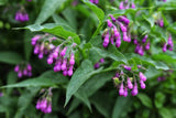 10 TRUE COMFREY Comphrey Symphytum Officinale Herb Seeds Purple Flowers Flowering Plants
