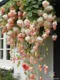 25+ Peach Weeping Begonia Seeds for Garden Planting - USA - FREE SHIPPING! Garden Plants