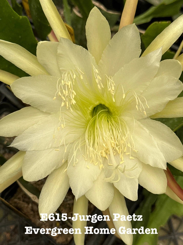 Cream orchid cactus flower on Epiphyllum plant in small starter pot