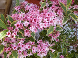 Live Red Weigela Plant Ð 1Ð2 ft Tall Ð Ornamental Shrub Ð Perfect for Garden Garden Plants