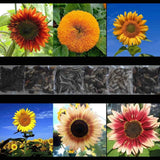150+ SUNFLOWER RARE SEEDS MIX BEAUTIFUL FLOWERS BLOOMS MULTIPLE VARIETY GIANT US Sunflower