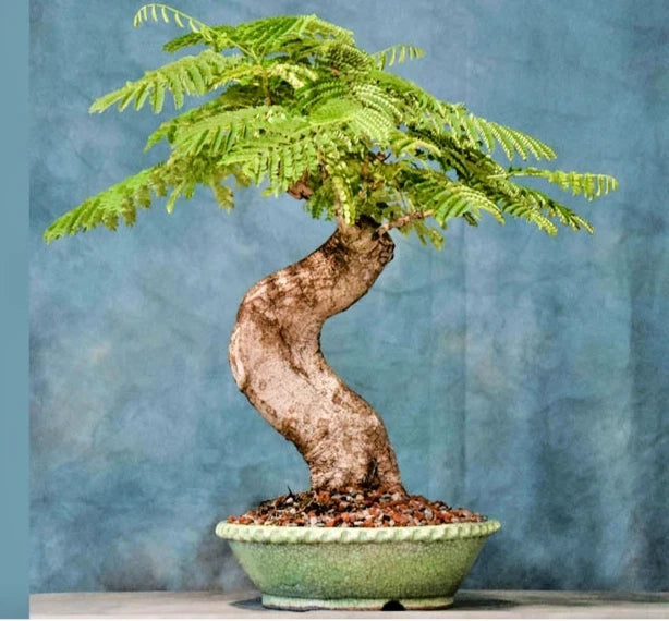 BONSAI TREE Royal Poinciana Delonix exotic seed pack 10 seeds Orchids