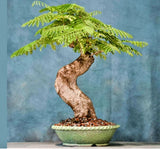 BONSAI TREE Royal Poinciana Delonix exotic seed pack 10 seeds Orchids