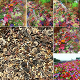 Seasonal Enchantment Garden - 200 Mixed Perennial Flower Seeds Collection Garden Plants