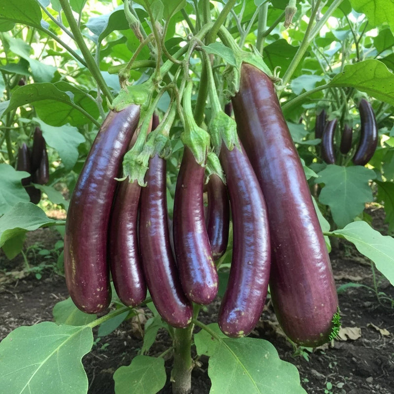350 Long Purple Eggplant Seeds Ð Slender Dark Purple Vegetable for Garden Garden Plants