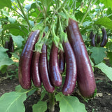 350 Long Purple Eggplant Seeds Ð Slender Dark Purple Vegetable for Garden Garden Plants