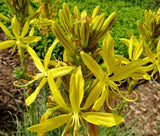 KING'S SPEAR Asphodeline Lutea - 50 Bulk Seeds Garden Plants
