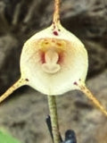 Orchid Plant Dracula  small div. bare root 5 leaf Orchids