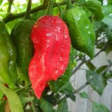 25+ Seeds Naga Viper  hot pepper easy grow planting garden spicy hot food Garden Plants