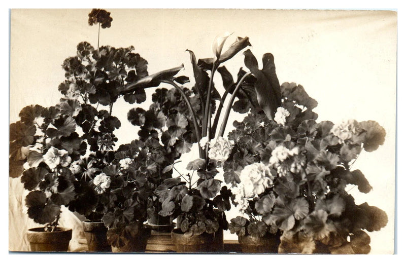 Postcard: Potted flowering plants, geraniums and lilies, vintage black and white Lily