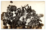 Postcard: Potted flowering plants, geraniums and lilies, vintage black and white Lily