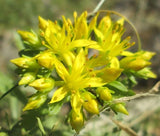 SEDUM ULLEUNGDO ISLAND STONECROP Phedimus Takesimense - 500 Bulk Seeds Garden Plants