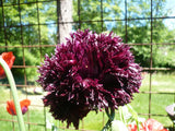 Midnight Black Swan Papaver Lacianatum Poppy Seeds 1000+ *Shelley / PoppyQueen__ Garden Plants