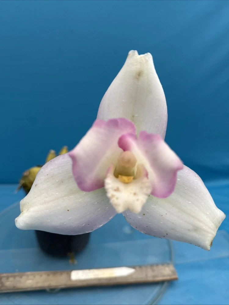 White orchid flower with soft pink petals and pale yellow center, blooming
