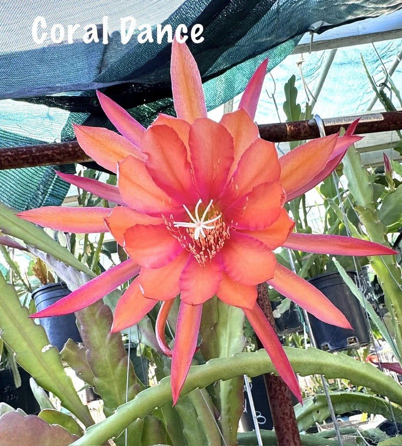 Epiphyllum orchid cactus flower with orange-pink pointed petals and green stems