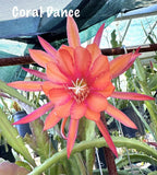 CORAL DANCE Epiphyllum Orchid Cactus Succulents Orchids