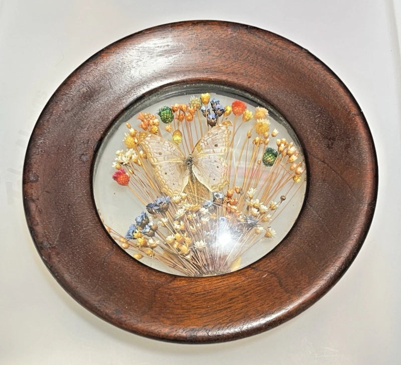 Framed dried flower butterfly wall art in oval dark wood frame with glass