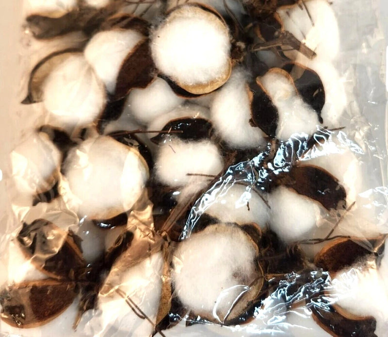 Dried natural cotton pods and husks craft supply, white pods with brown husk fragments