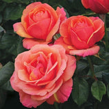 Pink Anna's Promise Grandiflora Rose - Pack 30 Seeds - Rose Flower Gardening Garden Plants