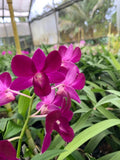 Dendrobium Genting Red Comes in 4