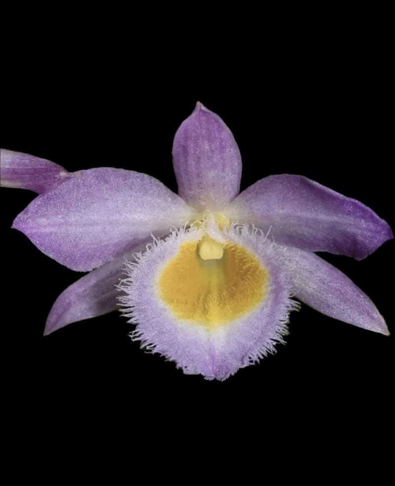 Purple orchid flower with yellow, fringed center
