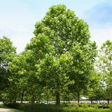 3 American Sycamore Tree /(Platanus occidentalis)  |  Bare-roots Green Plant