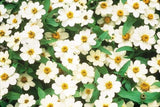 100+ Profusion Double White Zinnia Seeds for Garden - USA - FREE SHIPPING! Garden Plants