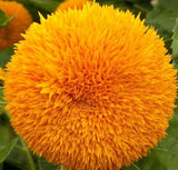 DWARF SUNGOLD SUNFLOWER SEEDS 50+ "Teddy Bear" annual FLOWER garden FREE SHIP Sunflower