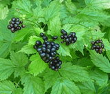 BANEBERRY BLACK Actaea Spicata - 20 Bulk Seeds Garden Plants