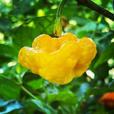 Three (3) Live Jamaican Scotch Bonnet Pepper Plants 6-9Ó In Bloom Garden Garden Plants