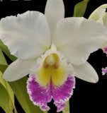 Orchid live Blc. Pastoral "Aniel Carnier" Orchids