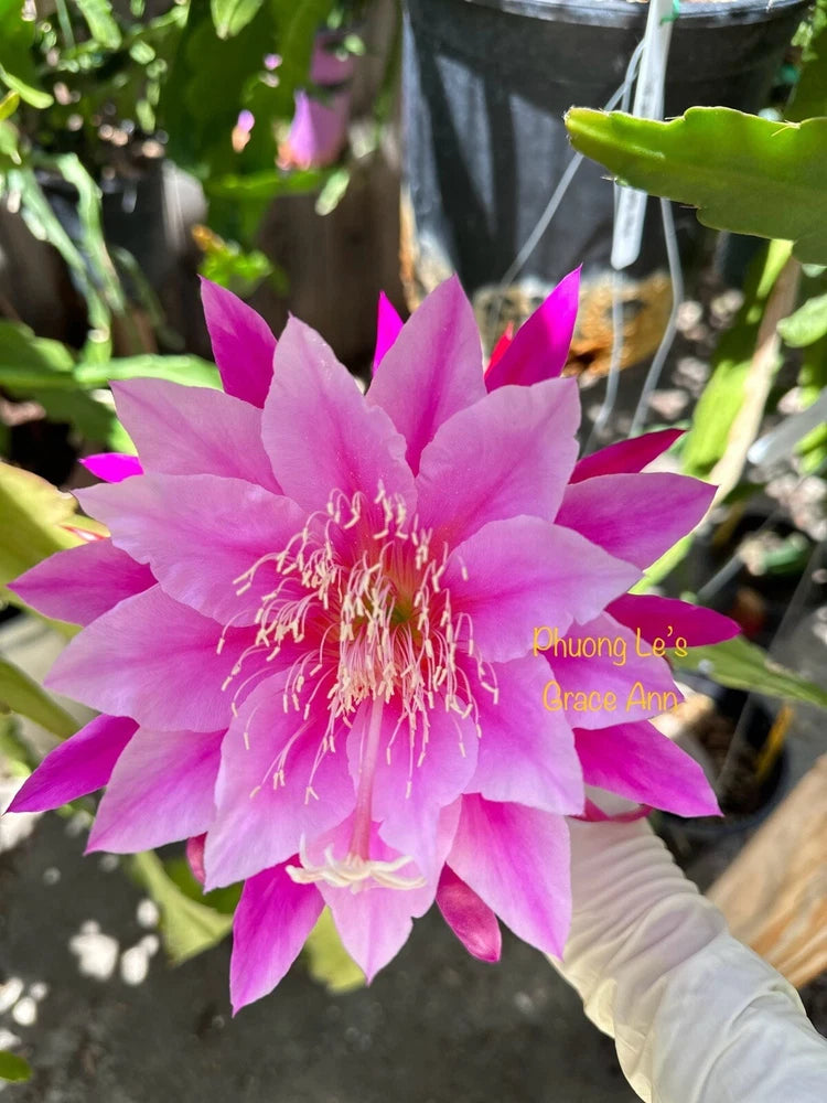 Pink Epiphyllum orchid cactus flower in pot with spiky pink petals and white stamens