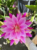 Plant Epiphyllum Orchid Cactus ÒGrace AnnÓGrowing In 1 Gallon pot. Orchids
