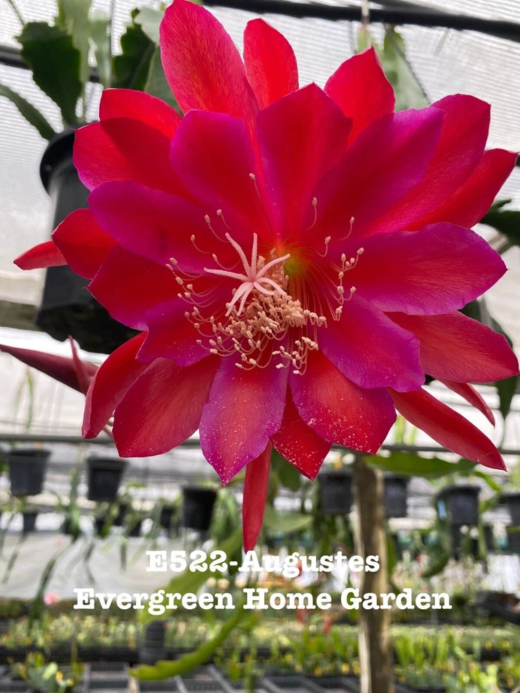 Red epiphyllum orchid cactus flower in 4-inch starter pot