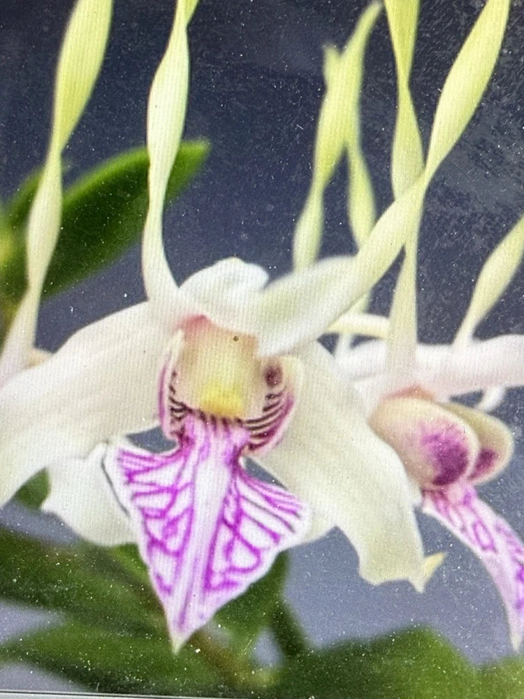 Orchid Plant Dendrobuim Sawurai 1 short  stem bareroot Orchids
