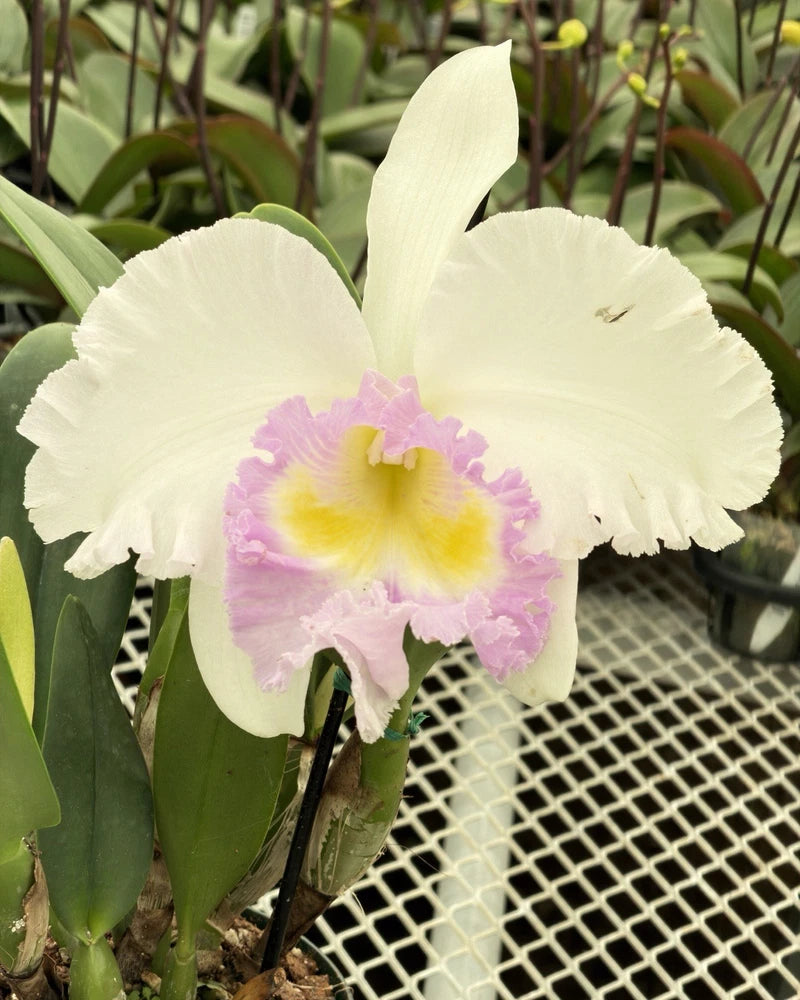 White orchid in pot with yellow center and light purple speckles