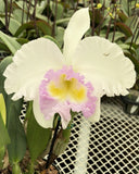 Rlc. Jin Fong Wish ÔClassicalÕ ~ 5Ó pot  ~ super fragrant Orchids