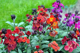 300 Mixed Colors ENGLISH Aegean WALLFLOWER Cheiranthus Cheiri Erysimum Pink Red Flowering Plants
