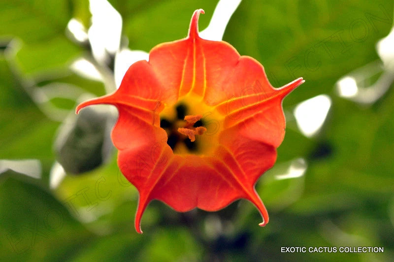 BRUGMANSIA SANGUINEA red angel's trumpet flower flowering tree seed 10 seeds Orchids