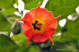 BRUGMANSIA SANGUINEA red angel's trumpet flower flowering tree seed 10 seeds Orchids