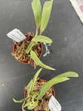 Orchid live rupicola Laelia crispata - bare root Orchids