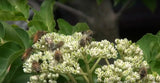 Korean Evodia | Bee-Bee Tree (Tetradium daniellii) Only Viable Seeds in USA Flowering Plants