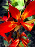 Flaming Kabob, Canna Lily Rhizome, Live Plant (Star-Shaped Red & Gold Blooms) Lily