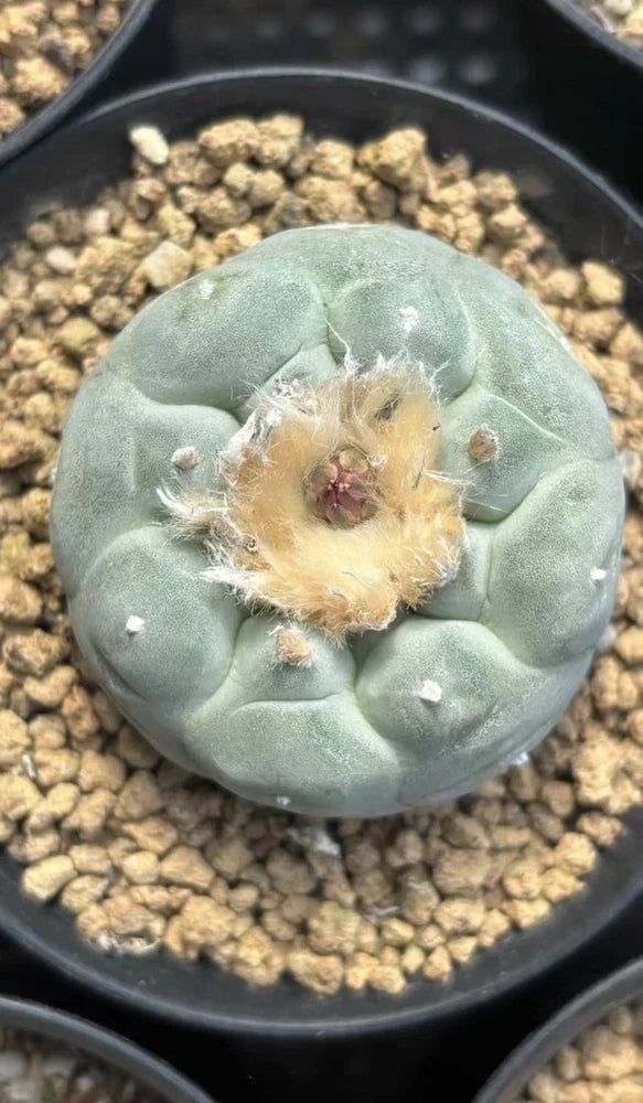 3PCS 4-5cm cactus Succulent  Plant beautiful Home Garden Plant Random shipping Garden Plants