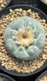 3PCS 4-5cm cactus Succulent  Plant beautiful Home Garden Plant Random shipping Garden Plants