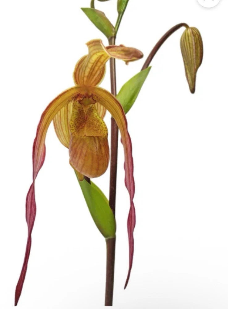 Yellow and brown orchid with long red trailing petals on green stem