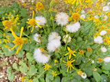 50 UNKNOWN LIGULARIA SPECIES  SEEDS Garden Plants